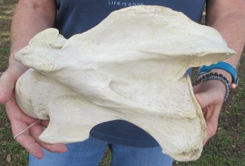 12-1/4" Giraffe Neck Vertebra Bone