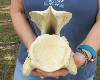 12-1/4" Giraffe Neck Vertebra Bone