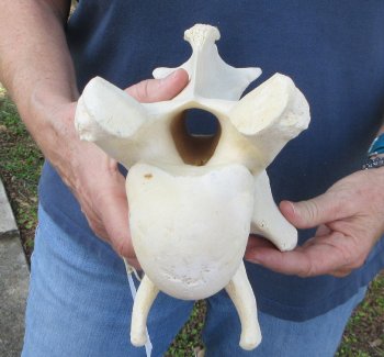 12" Giraffe Neck Vertebra Bone
