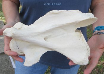 12" Giraffe Neck Vertebra Bone