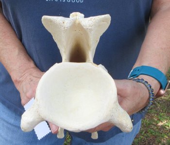 12" Giraffe Neck Vertebra Bone