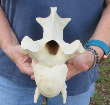 11-3/4" Giraffe Neck Vertebra Bone