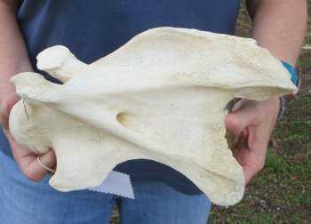 11-3/4" Giraffe Neck Vertebra Bone
