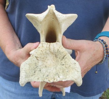 11-3/4" Giraffe Neck Vertebra Bone
