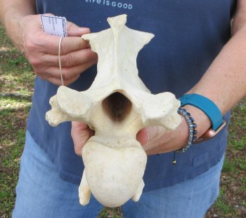 13" Giraffe Neck Vertebra Bone