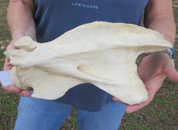 13" Giraffe Neck Vertebra Bone