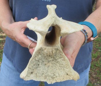 13" Giraffe Neck Vertebra Bone