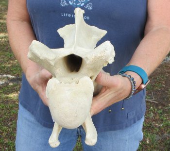13" Giraffe Neck Vertebra Bone