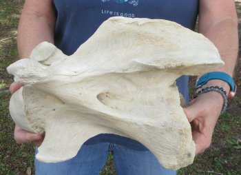 13-1/4" Giraffe Neck Vertebra Bone