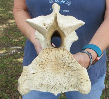 13-1/4" Giraffe Neck Vertebra Bone