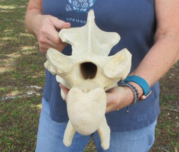 13" Giraffe Neck Vertebra Bone