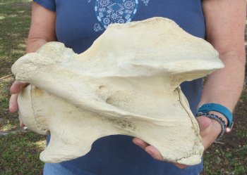 13" Giraffe Neck Vertebra Bone