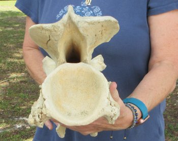 13" Giraffe Neck Vertebra Bone