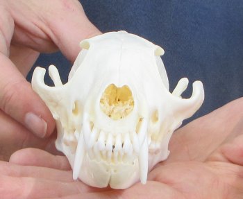 6" Red Fox Skull 