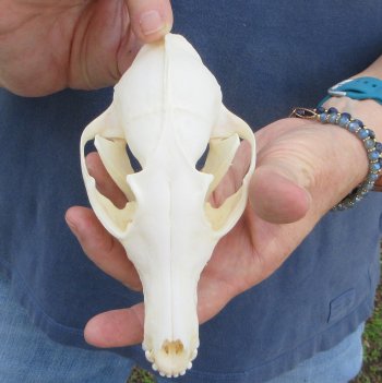 6" Red Fox Skull 