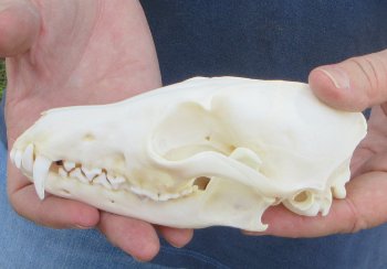 6" Red Fox Skull 