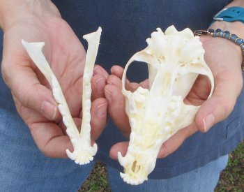 6" Red Fox Skull 