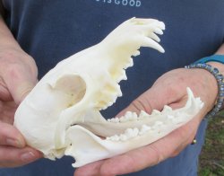 5-3/4" Red Fox Skull 