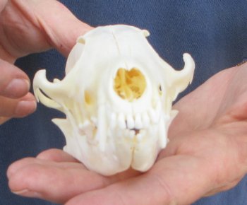 5-3/4" Red Fox Skull 