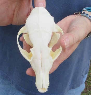 5-3/4" Red Fox Skull 