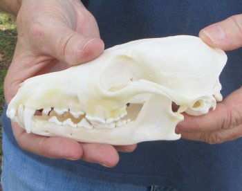 5-3/4" Red Fox Skull 