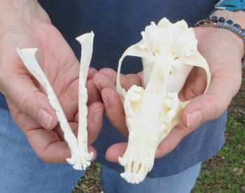 5-3/4" Red Fox Skull 