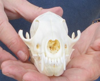5-1/2" Red Fox Skull 