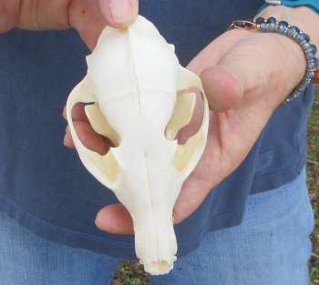 5-1/2" Red Fox Skull 