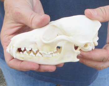 5-1/2" Red Fox Skull 