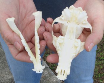 5-1/2" Red Fox Skull 