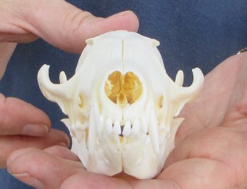 5-1/2" Red Fox Skull 