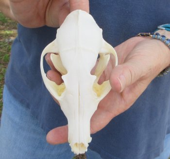 5-1/2" Red Fox Skull 