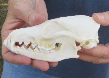 5-1/2" Red Fox Skull 