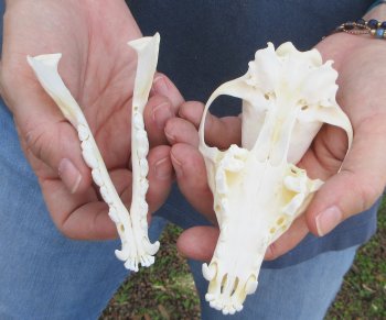 5-1/2" Red Fox Skull 