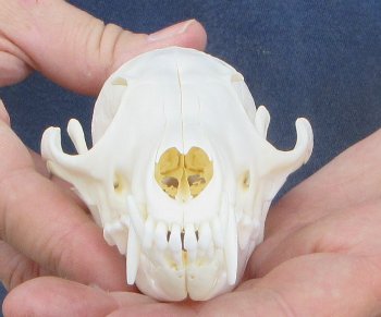 5-1/2" Red Fox Skull 