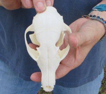 5-1/2" Red Fox Skull 