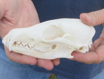 5-1/2" Red Fox Skull 