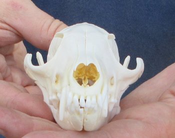 5-1/2" Red Fox Skull 