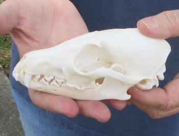 5-1/2" Red Fox Skull 