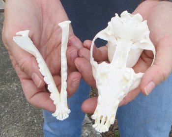 5-1/2" Red Fox Skull 