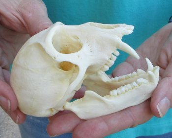 B-Grade 4" Male African Vervet Monkey Skull  (CITES P-000040541)
