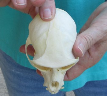 B-Grade 4" Male African Vervet Monkey Skull  (CITES P-000040541)