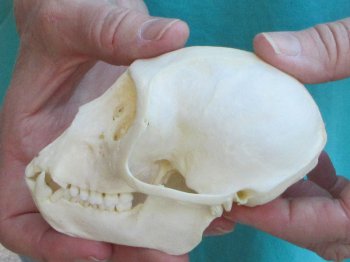 B-Grade 4" Male African Vervet Monkey Skull  (CITES P-000040541)