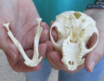 B-Grade 4" Male African Vervet Monkey Skull  (CITES P-000040541)