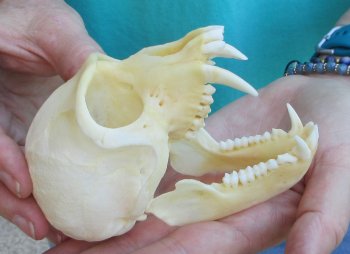 B-Grade 4" Male African Vervet Monkey Skull  (CITES P-000040541)