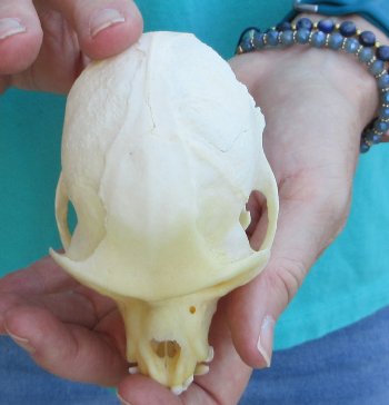 B-Grade 4" Male African Vervet Monkey Skull  (CITES P-000040541)