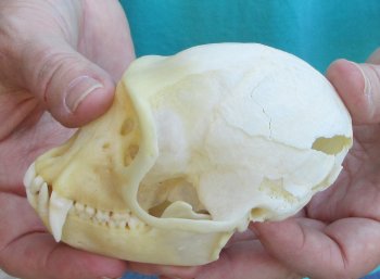B-Grade 4" Male African Vervet Monkey Skull  (CITES P-000040541)