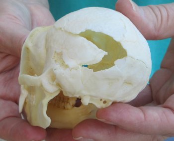 B-Grade 4" Male African Vervet Monkey Skull  (CITES P-000040541)