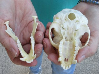 B-Grade 4" Male African Vervet Monkey Skull  (CITES P-000040541)