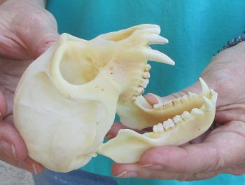 4" Male African Vervet Monkey Skull  (CITES P-000040541)